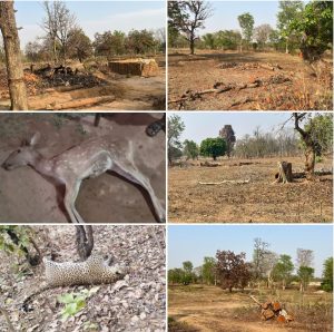 अवैध कटाई, ईट भट्टे, और वन अधिकार पट्टे के नाम पर जंगल का हो रहा है सफाया, वन विभाग और राजस्व विभाग बन रहा है अनजान